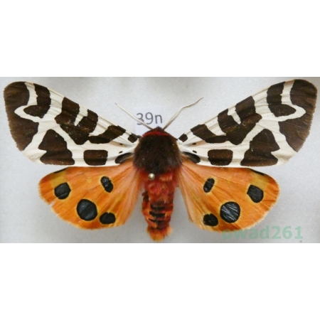 Arctia caja (Linnaeus, 1758) male Niedźwiedziówka kaja Poland39n